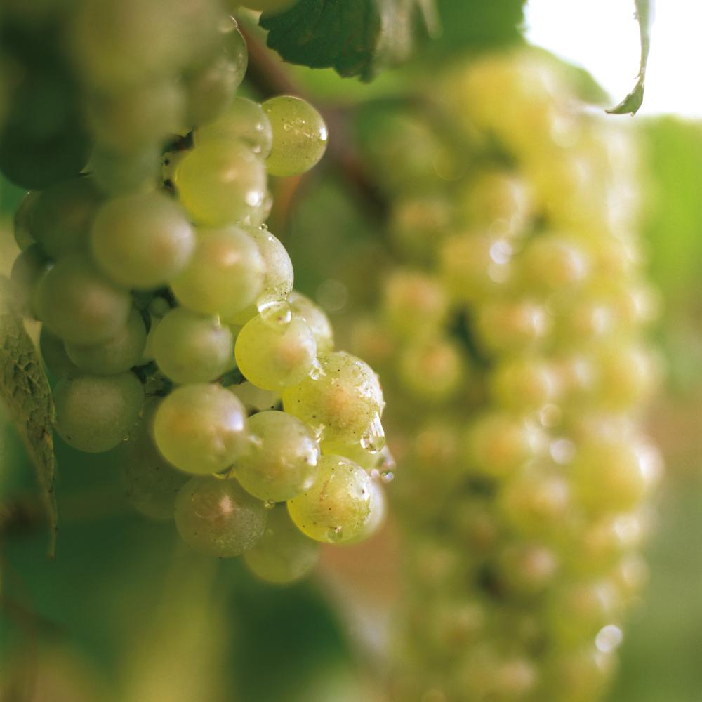 Degustazione di Prosecco 