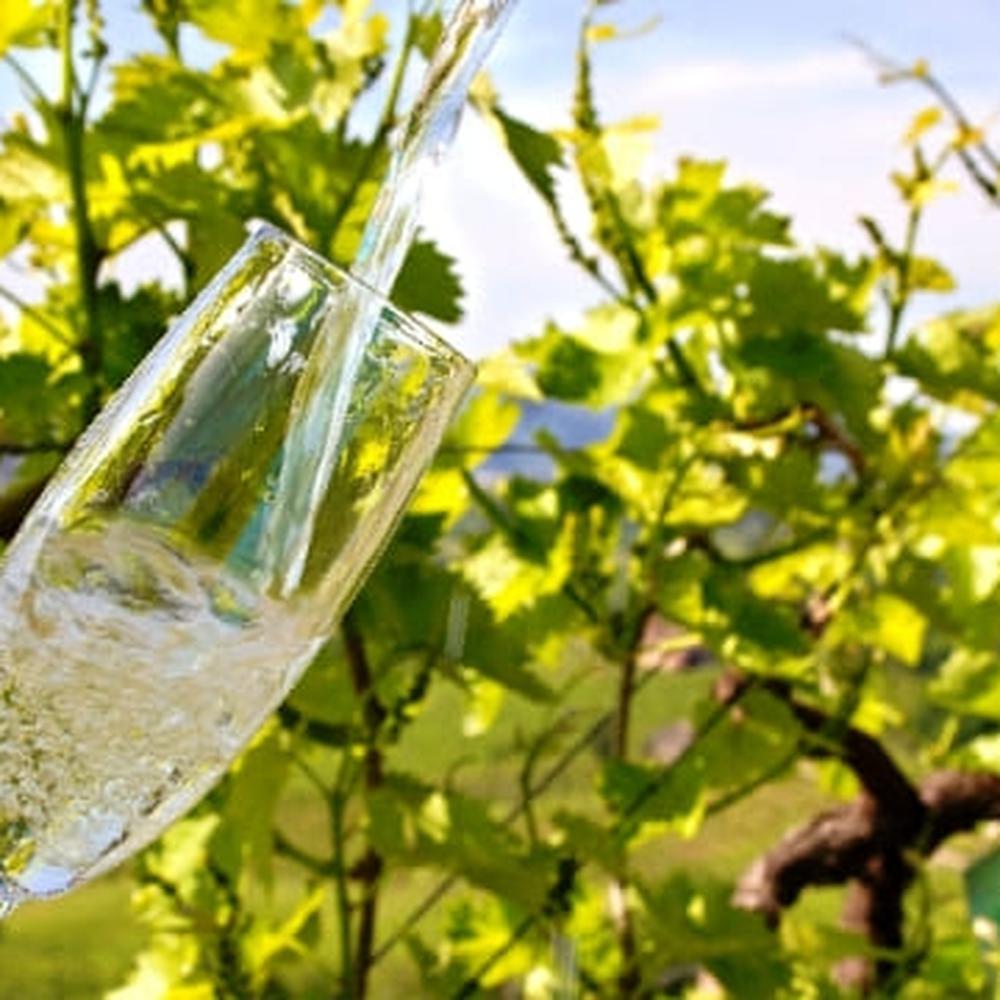 Degustazione di vini sulle colline del Prosecco 