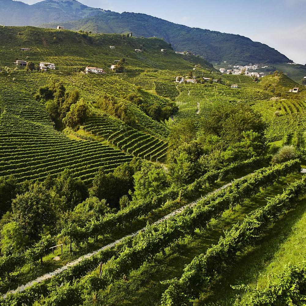 DEGUSTAZIONE VINI IN CANTINE DEL LUOGO