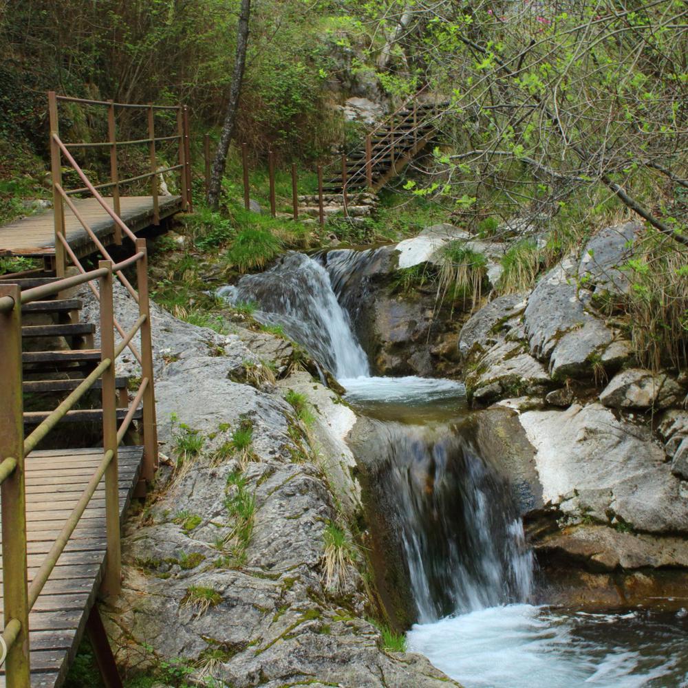 The enchanted forest on the Waterways