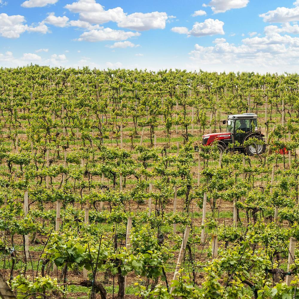 SPRING OF PROSECCO