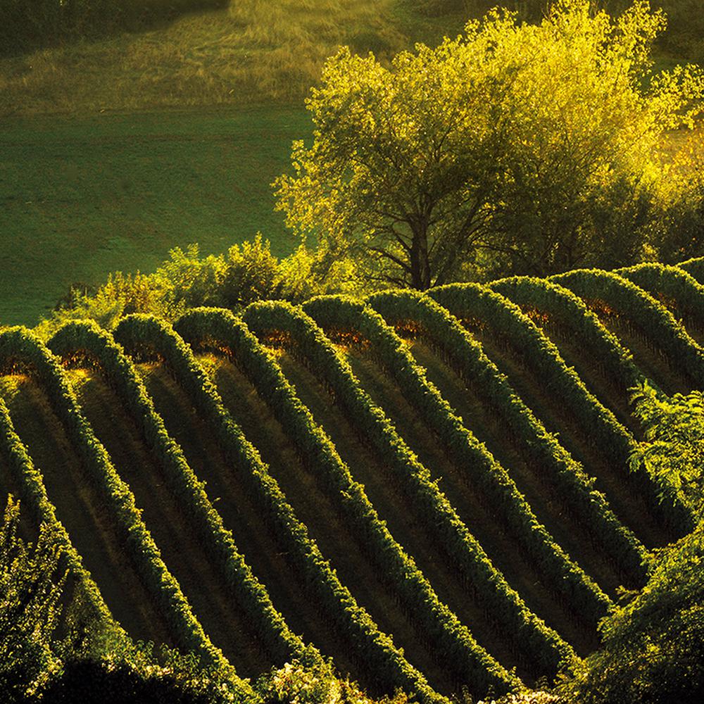 PROSECCO TOUR IN CONDIVISIONE