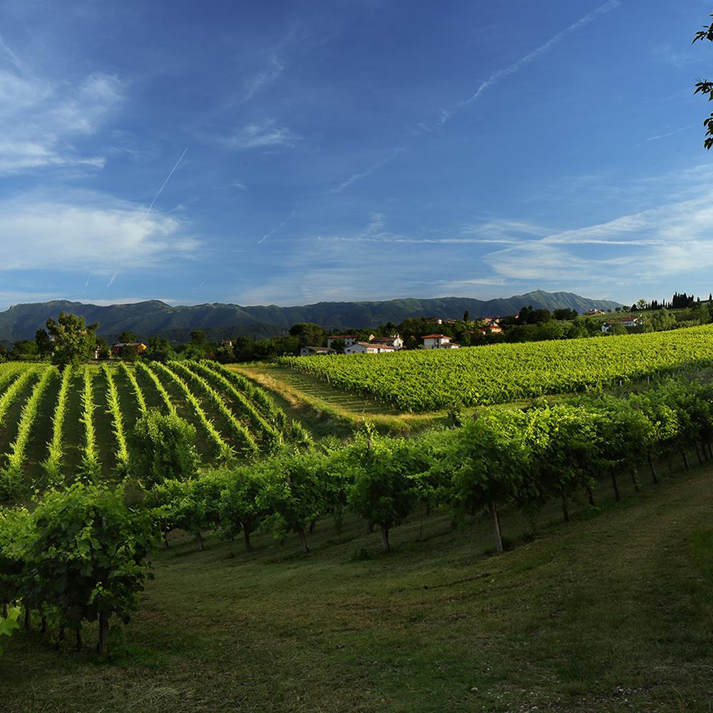 PROSECCO TOUR IN CONDIVISIONE