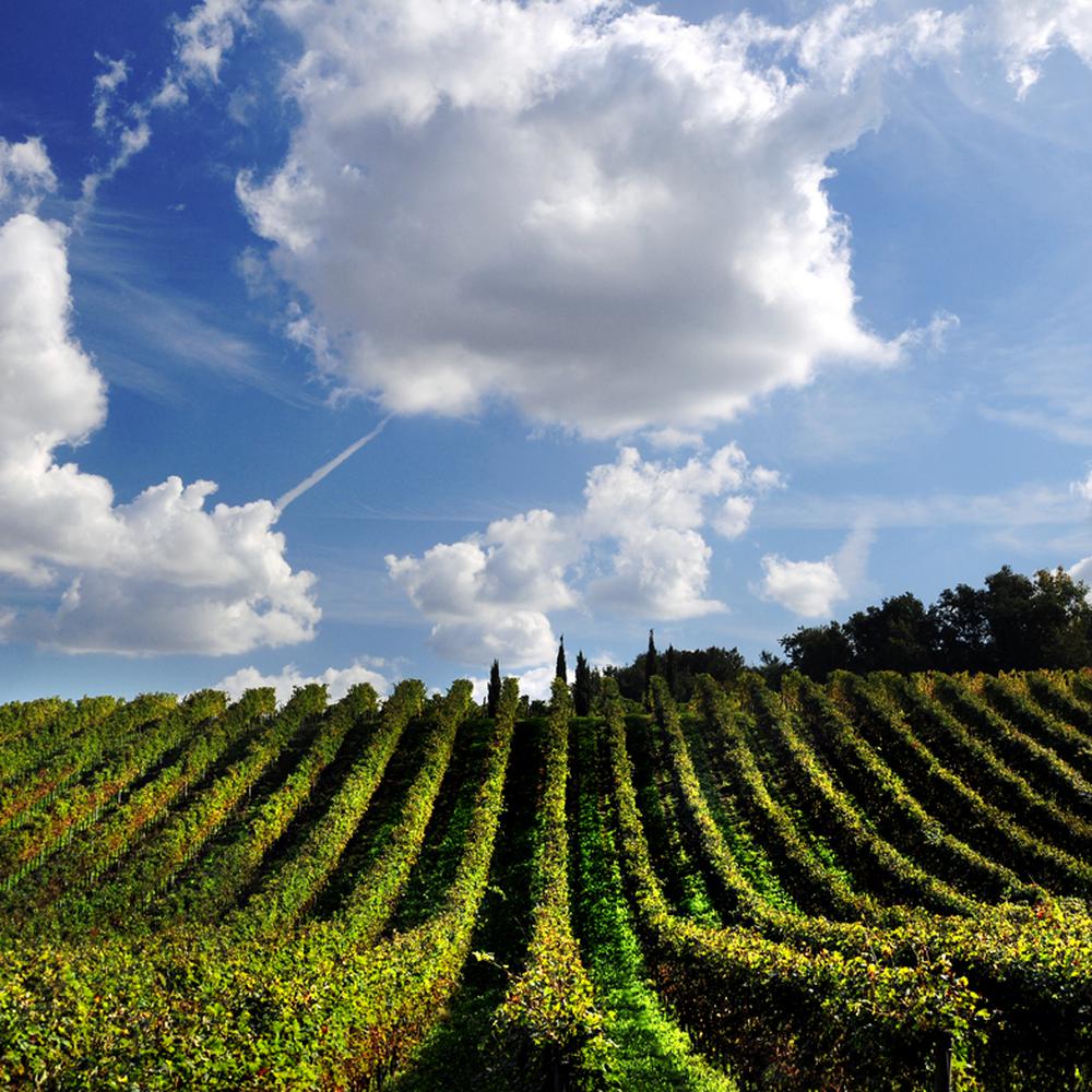 SHARED PROSECCO TOUR