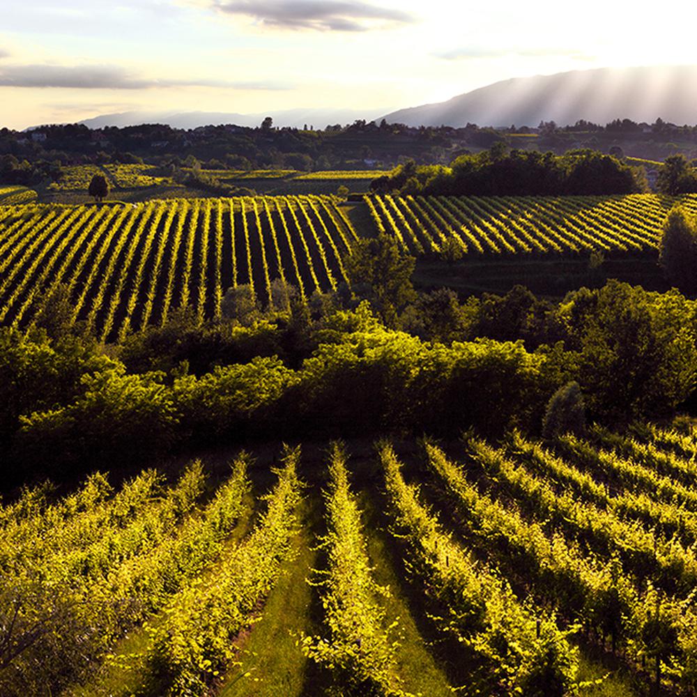 SHARED PROSECCO TOUR